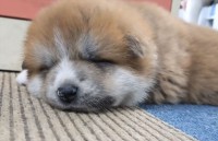 くてっと寝ている秋田犬の赤ちゃんがかわいすぎる！「あんよがぽにょぽにょ」「キレイな肉球」