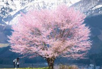 雪山を背景に咲き誇る一本桜。その光景が奇跡のようだと話題に「絵に書いたように綺麗」「奇跡的な体験ですね」