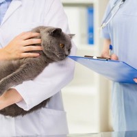 猫が『痙攣』をおこす５つの原因と考えられる病気
