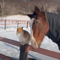 猫が馬のもとにやってくると…2匹の仲良しな光景が癒されると41万9000再生「触れ方が優しい」「見てるだけで栄養」と反響