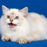 猫が『低い声』で鳴く3つのワケ　アオ～ンやウゥー…あまりいい気分ではない証拠？