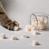 猫に『砂糖』は必要なし！与えないほうがいい4つの理由と考えられる健康トラブル