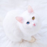 【猫柄】人気が高い『白猫』の豆知識5選　基本的な性格から代表的な猫種、不思議な柄の話まで