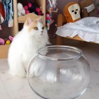 『猫が液体になる瞬間』を撮影したら…”物理法則を無視”した衝撃の姿に319万人が驚愕「液体なのにモフモフ」「本当に不思議な動物」
