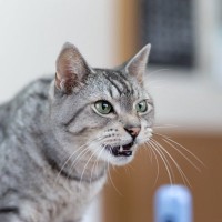 猫の『声』がいつもと違うときの4つの原因　病気以外にも考えられる理由は？