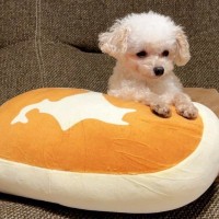 チーズ蒸しケーキのクッションを購入した結果→開封と同時に犬のものになった光景が2.5万いいねを集める