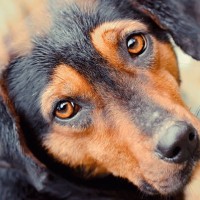 犬が『失明する病気』５選　危険な症状や手遅れになる前にすべき対処とは