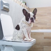 犬に絶対NGな『トイレ環境』３選　排泄を失敗する原因になることも…ストレスを与えないためには？