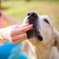 犬も何かに集中していると周りが見えなくなることがある？　アメリカの研究チームが犬の「非注意性盲目」を検証