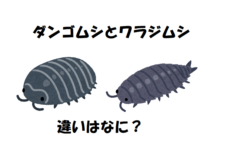 ダンゴムシ」と「ワラジムシ」に違いはある？両者を比較してみた！ - Cube ニュース