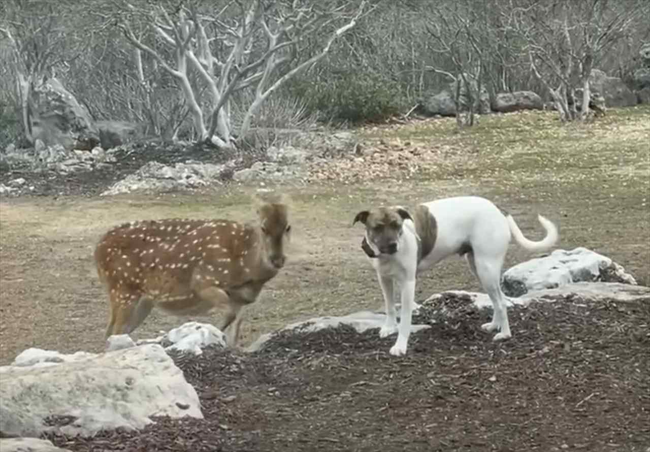 一緒に育てられた犬とシカは大の仲良し！！額と額をくっつけるだけの仕草がなんだかとっても尊い - Cube ニュース