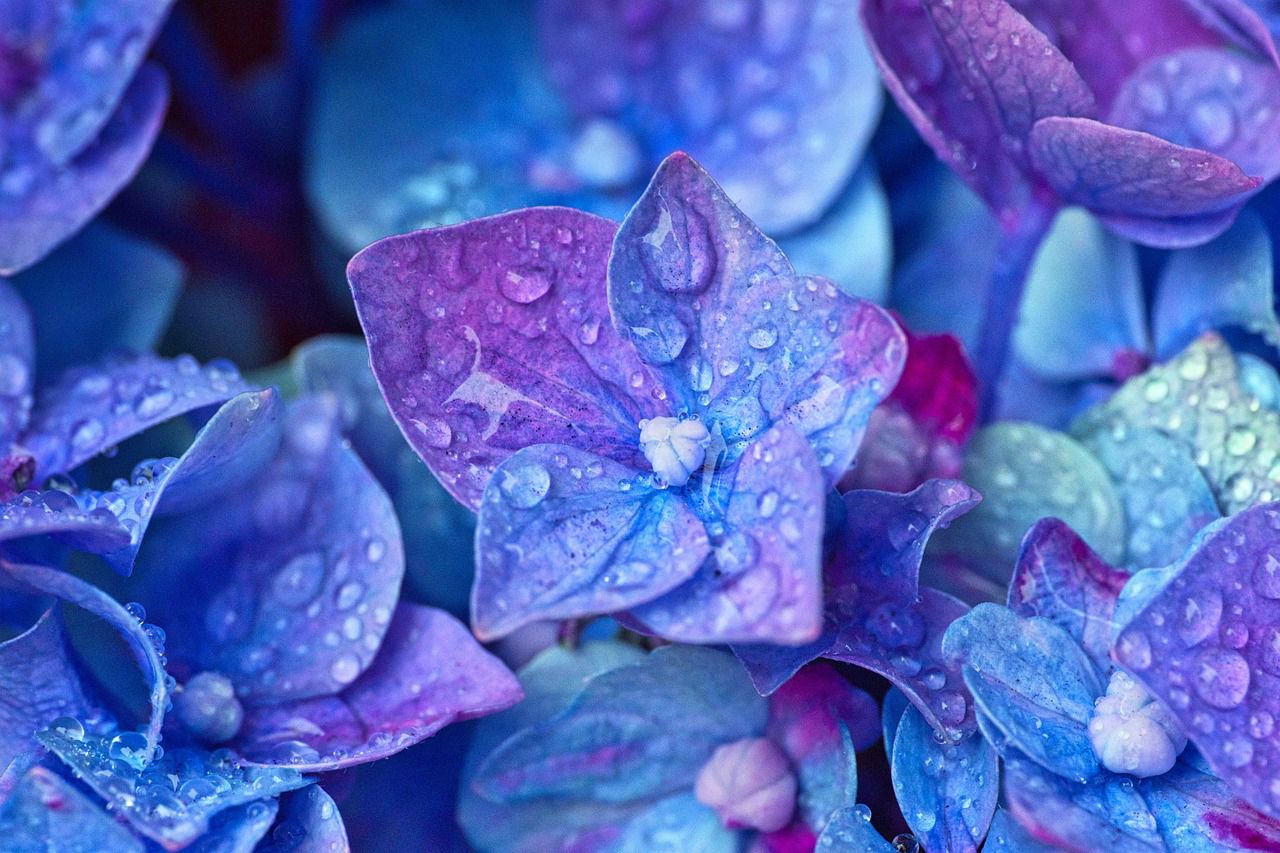 梅雨時に盛りを迎える「紫陽花」と「アナベル」の違いは何？大きな違いは原生地？