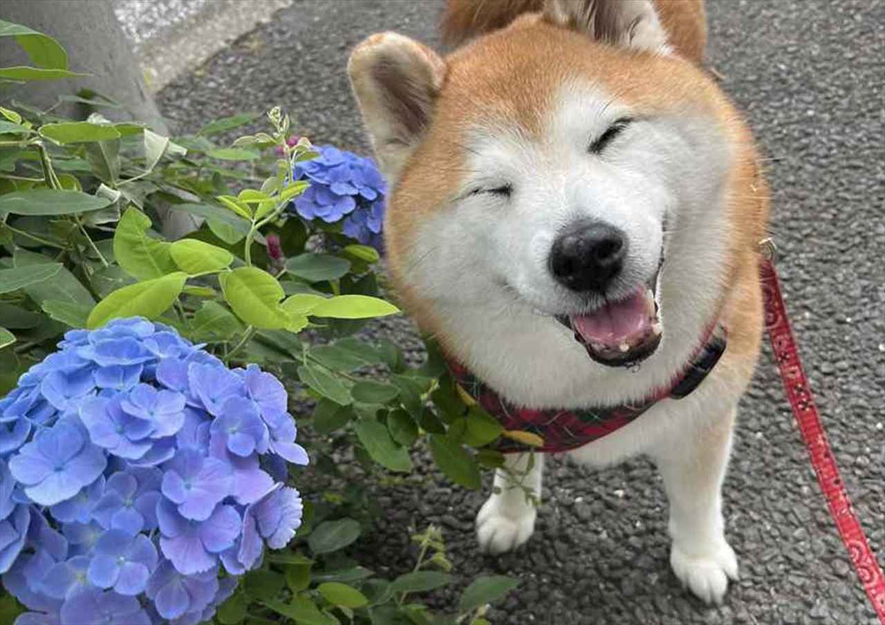 きれいな紫陽花の隣でニッコリ。笑顔の柴犬が話題に「にこーって笑顔がかわいい」 | Cube ニュース