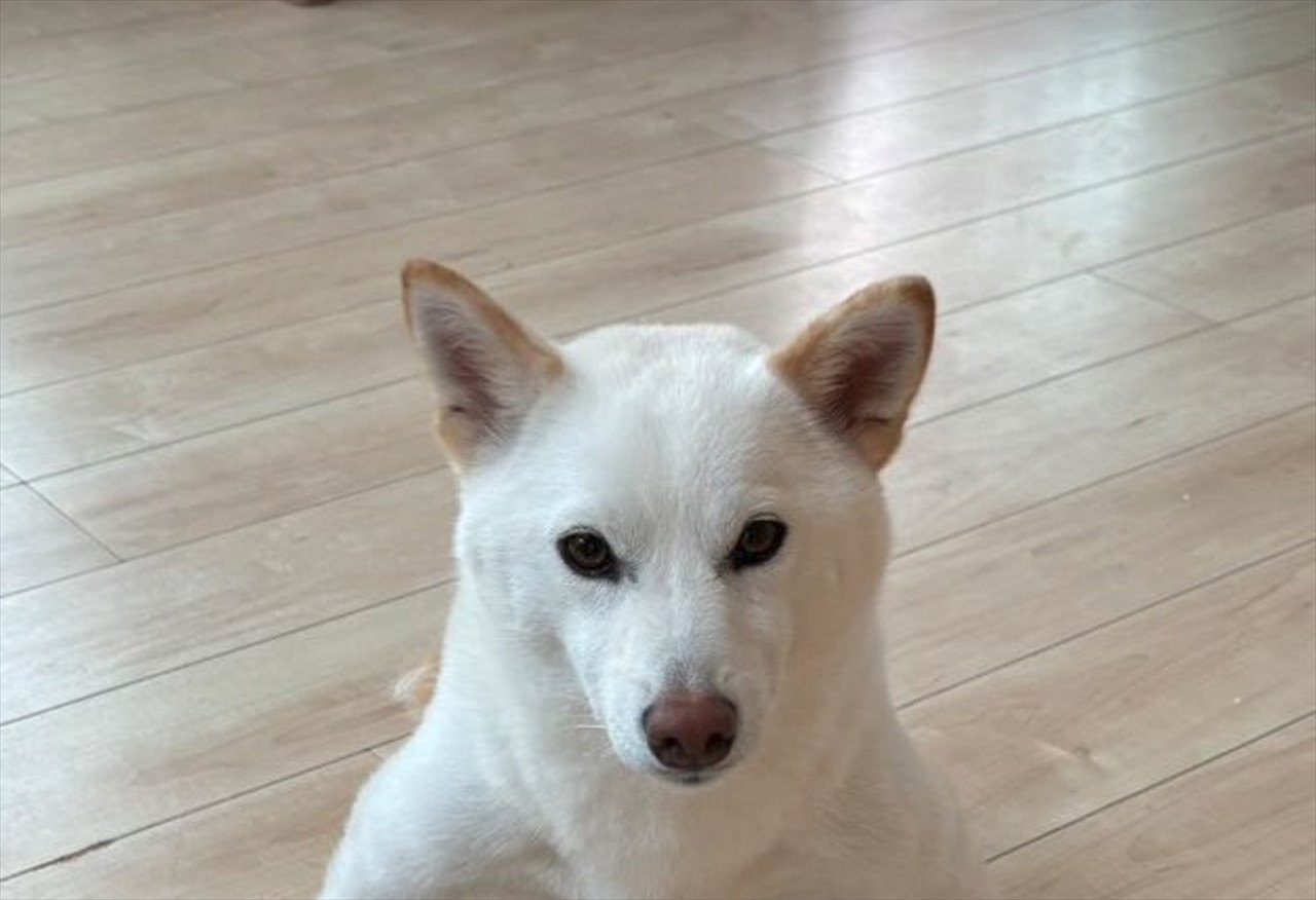 まるで武士！？白柴犬の座り方が話題に！「素晴らしき武士道」「武将気分を味わえる」 | Cube ニュース