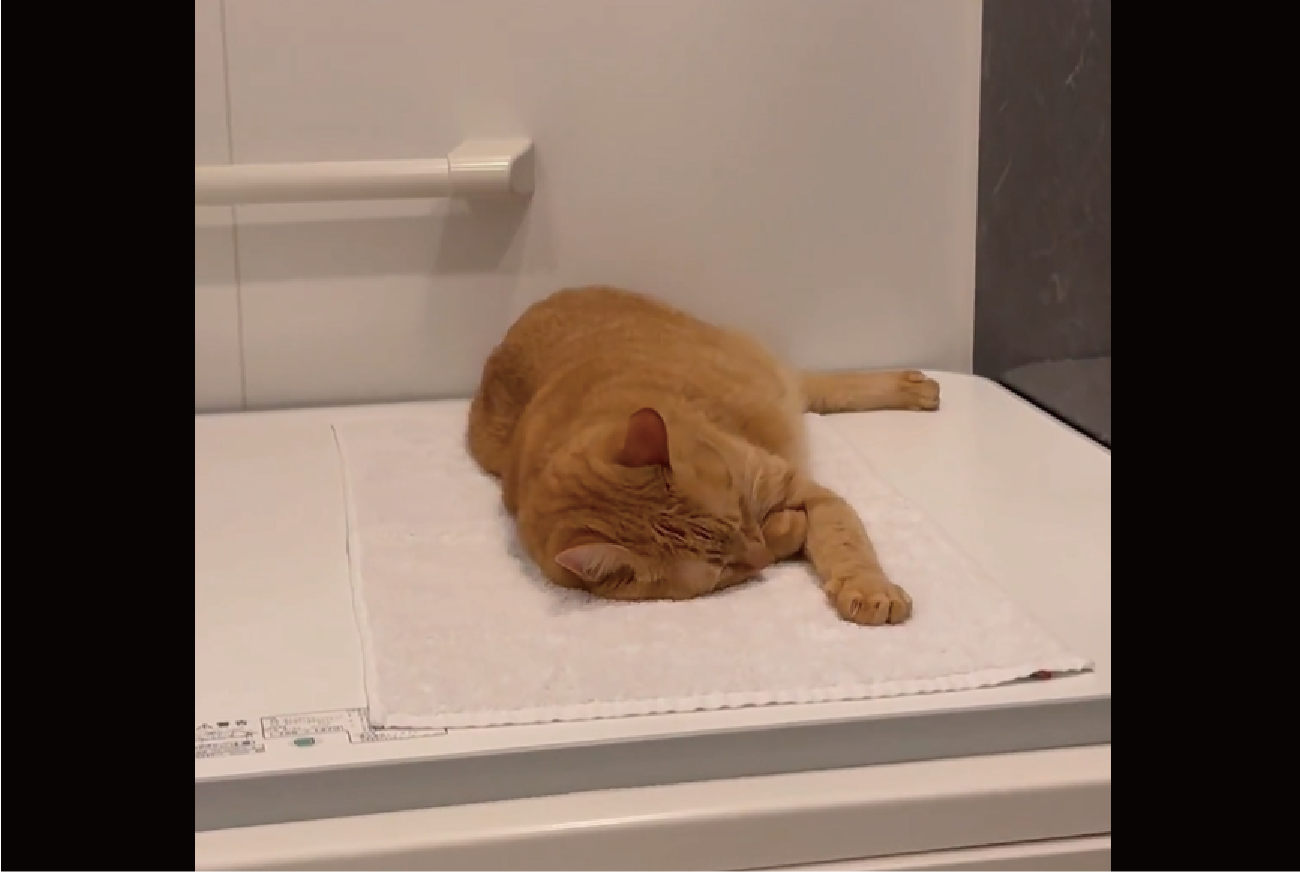 岩盤浴をする猫様 風呂に入ろうとしたら先客が！？フタの上で熟睡するネコ「タオル敷いて