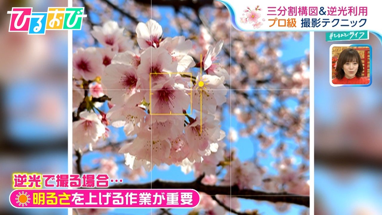 桜は“逆光”で撮る？「逆さスマホ」「はさみ撮り」スマホで桜を上手に撮る方法【ひるおび】