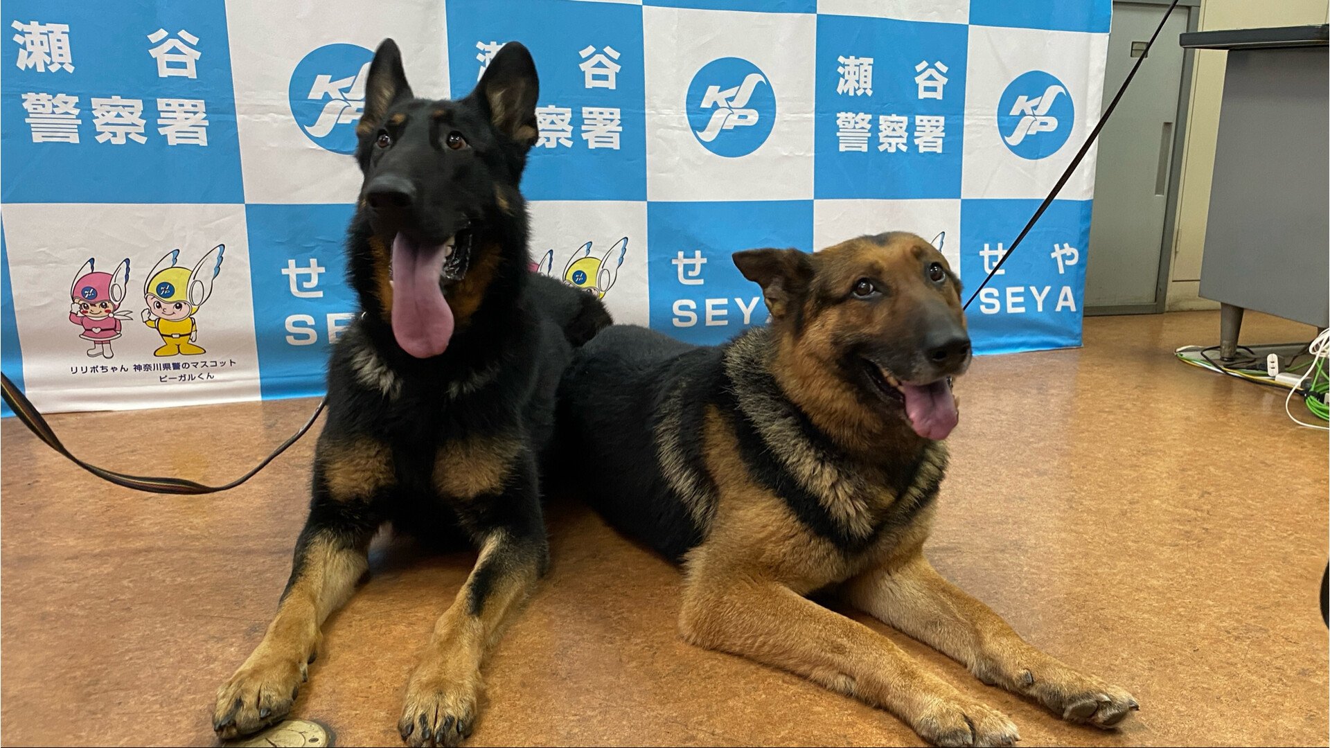わずか20分で行方不明者を発見　お手柄警察犬を表彰　神奈川県警瀬谷警察署