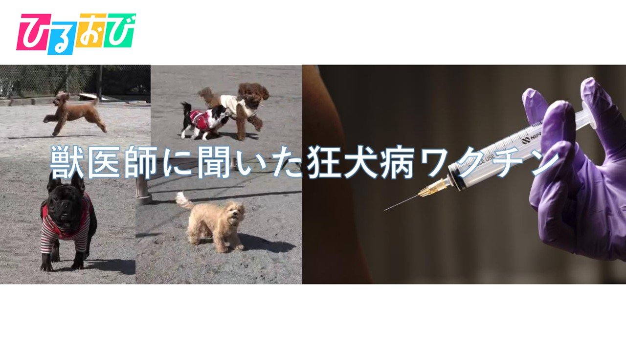 獣医師に聞いた狂犬病ワクチン【ひるおび】