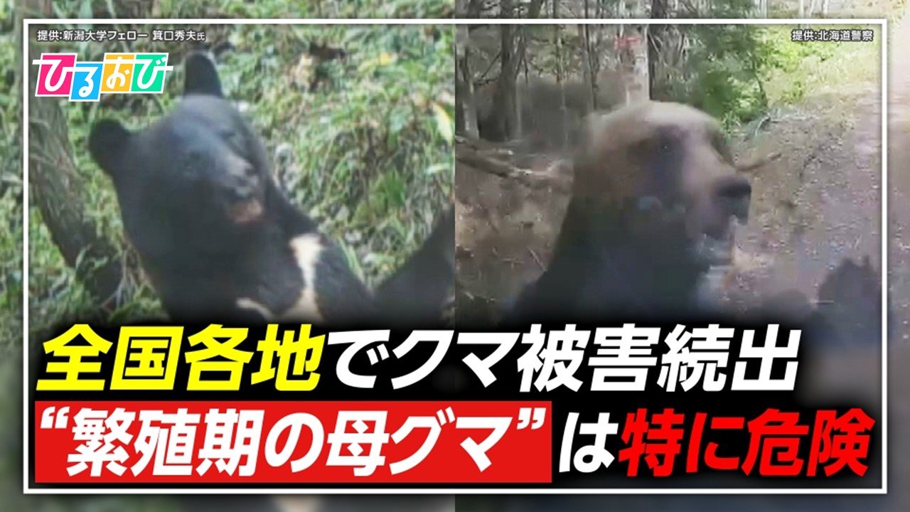 止まぬクマ被害 5月から危険な“繁殖期”　もしクマに出会ったら【ひるおび】