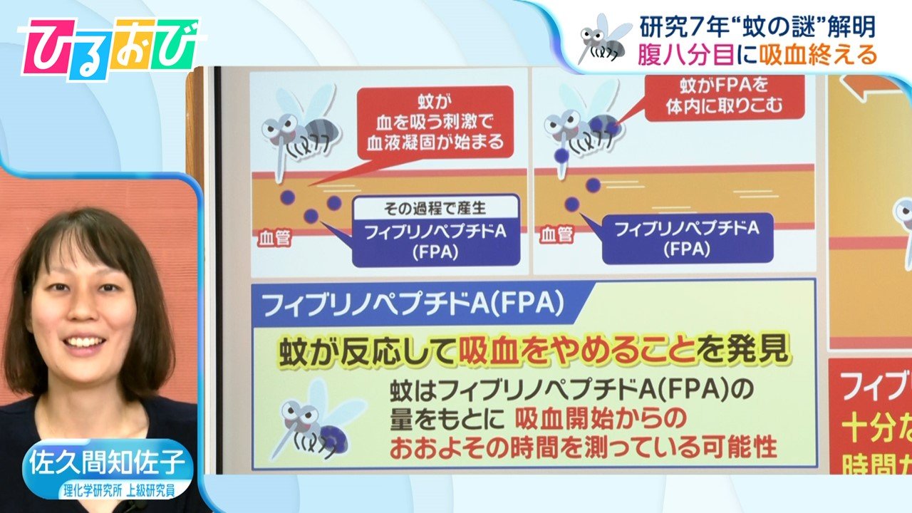 将来「蚊」に血を吸われなくなる！？『吸血をやめる物質』を発見した研究者に聞く【ひるおび】