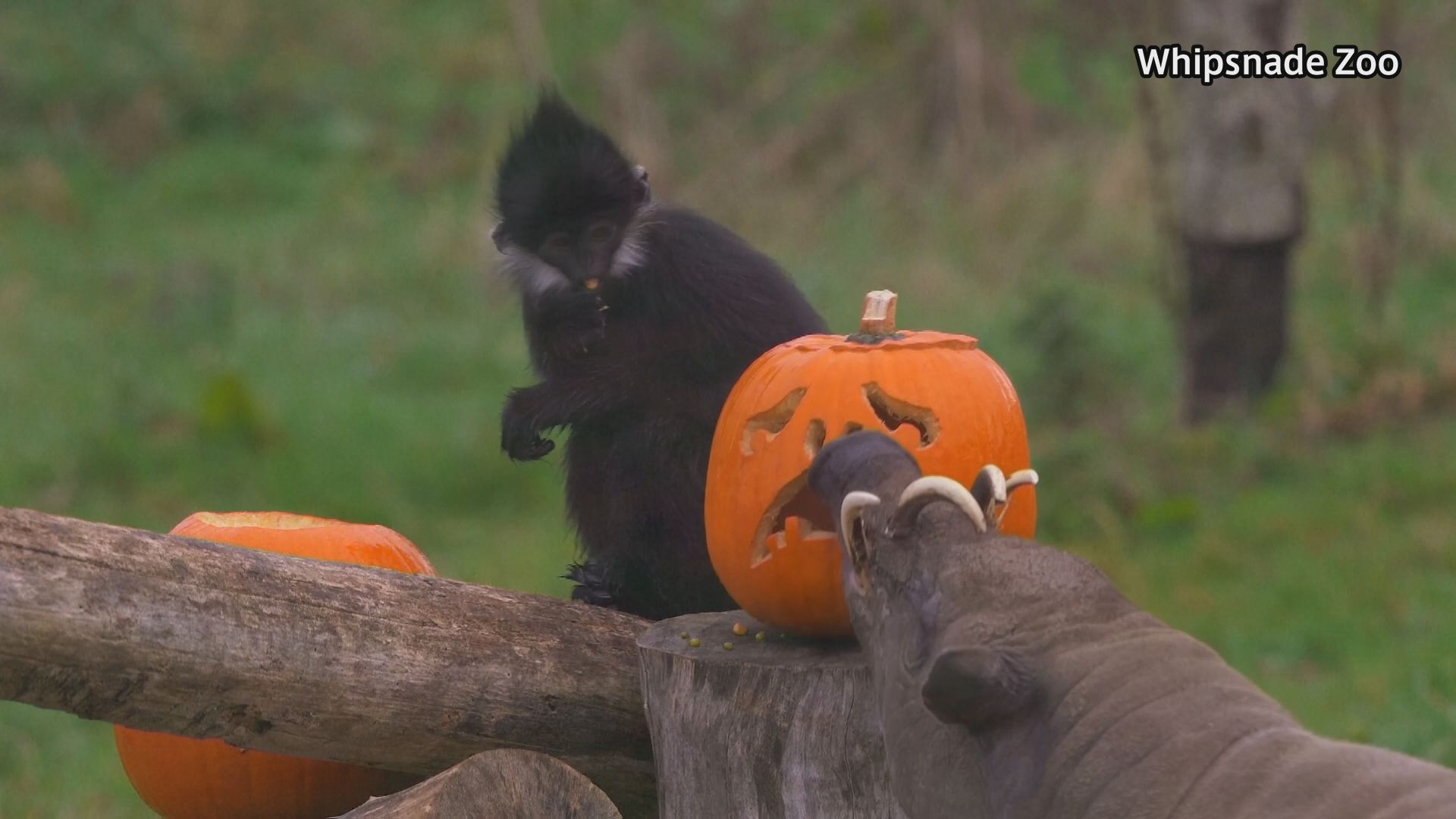 イギリスの動物園で一足早いハロウィーンのプレゼント