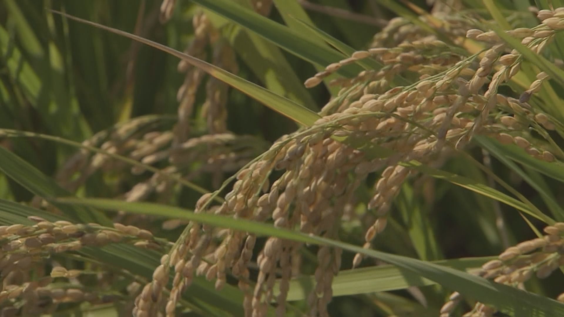 今年のコメ　生産量が需要上回る見通し 来年の在庫量も回復　農水省