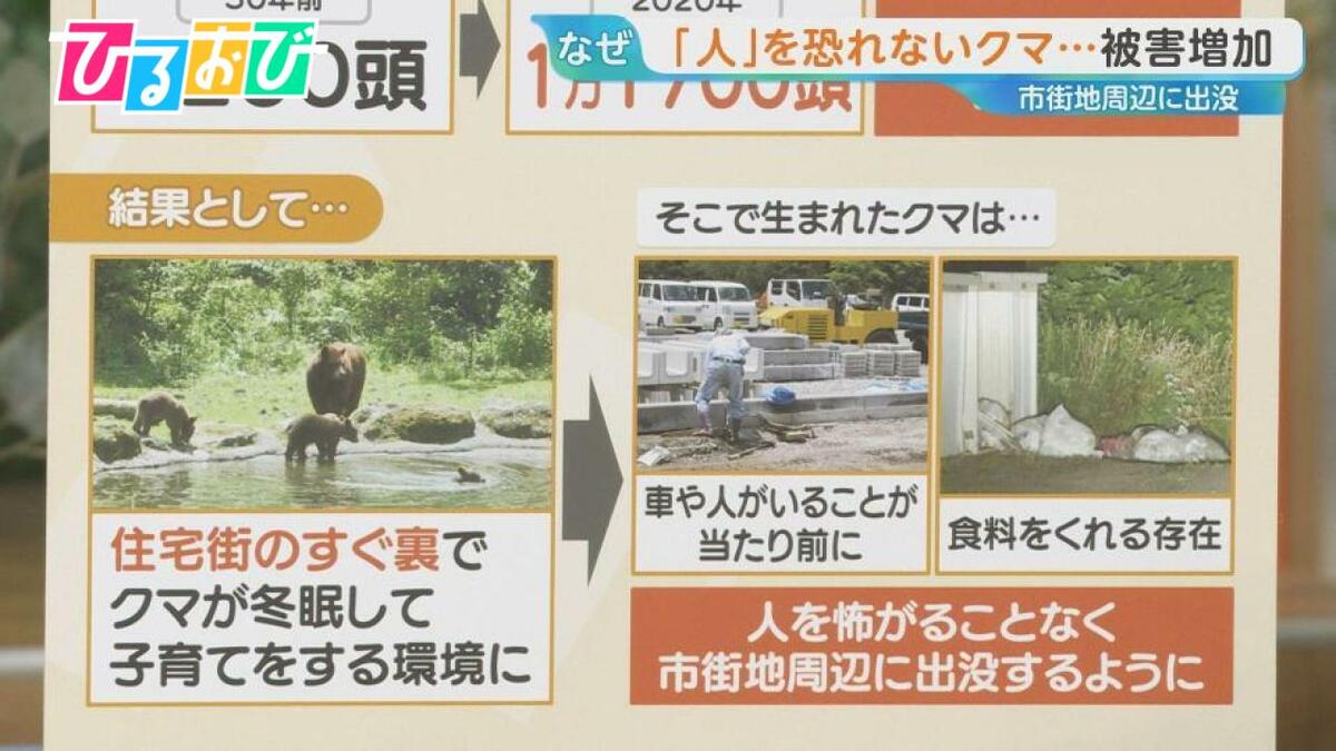 “人を恐れないクマ”の危険 なぜ今、人里に下りてくるのか?【ひるおび】