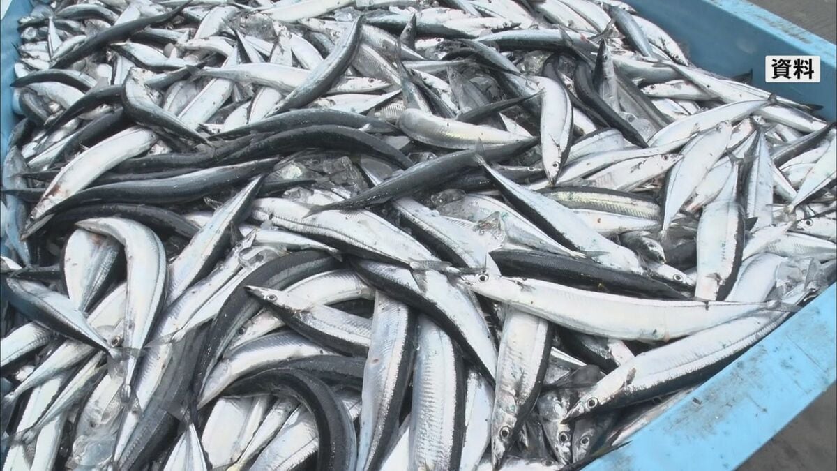 2025年のサンマの来遊量「去年並みの低水準」 重さは去年上回る見通し 水産庁