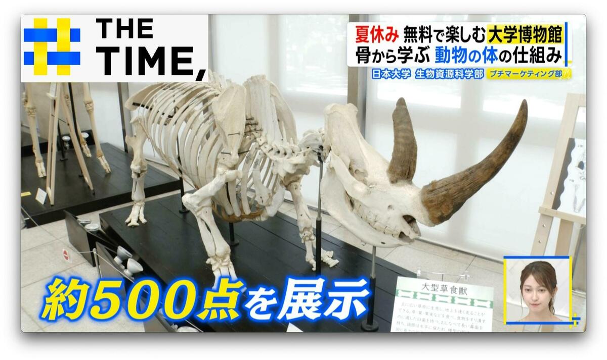 夏休みに!“アートのような”骨格標本や“SL乗車”が無料で楽しめる「大学博物館」【THE TIME,】