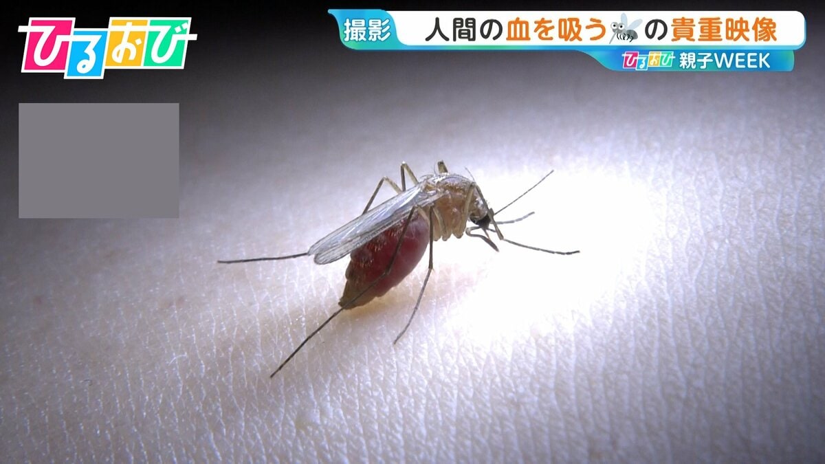 「蚊」が好きなのは白T?黒T?血を吸いながら“おしっこ”も…研究者に聞く刺されない対策【ひるおび】