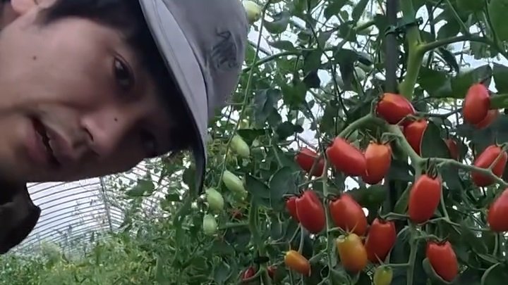 【 松山ケンイチ 】農園でトマトを収穫「今日は80kgくらい収穫したい」　フォロワー感嘆 “生きる力もあるって素敵”