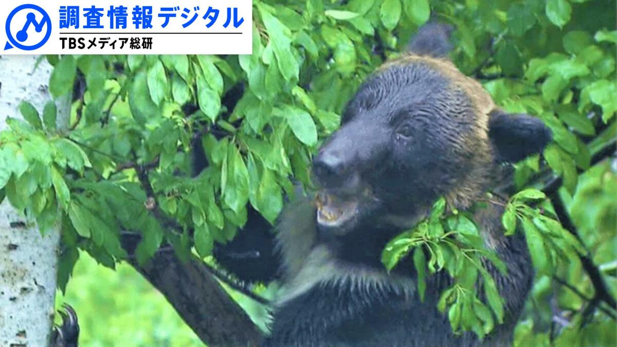 「すべてのクマ事故は防げる」難しいのはクマ対策より人対策~いまだ残る課題と小さな積み重ね~【調査情報デジタル】