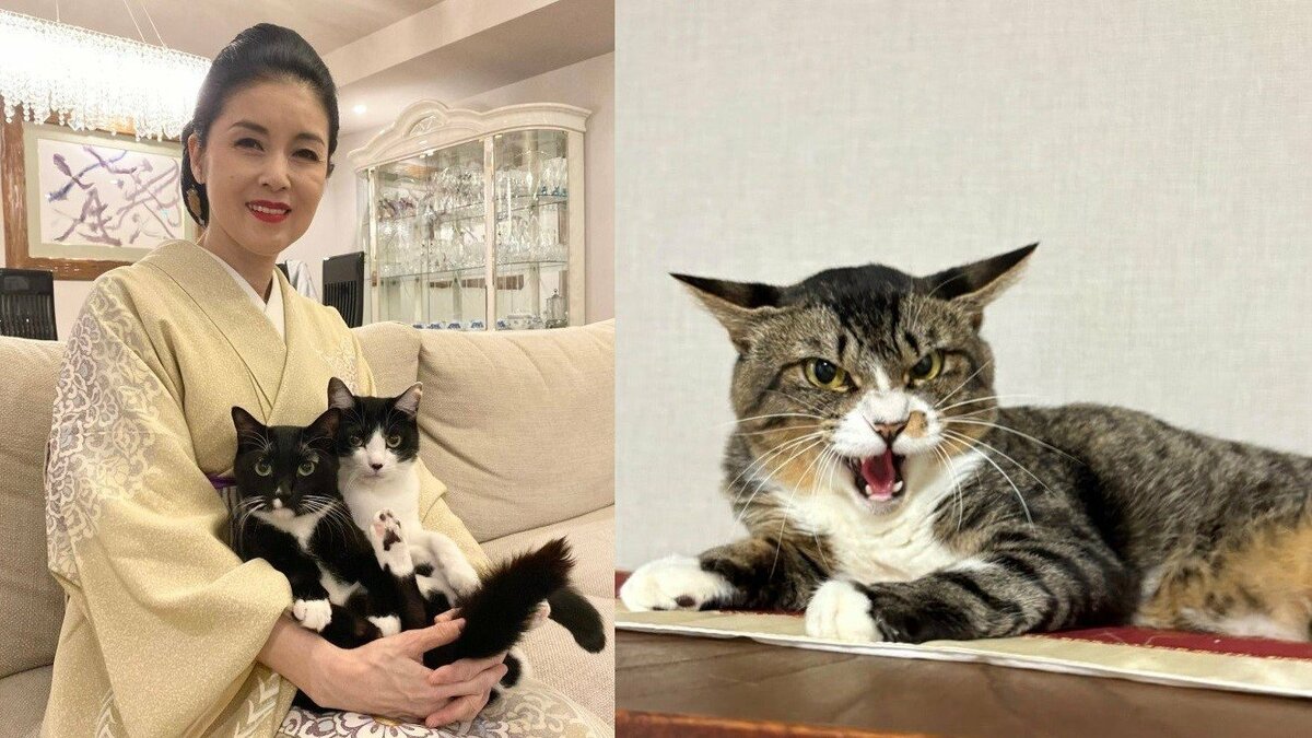 【 ねこ 】藤あや子さん家の新顔「じゃこ天」くん 「シャー」にも余裕の藤さん 先輩マル・オレオに会うまであと2週間程度か