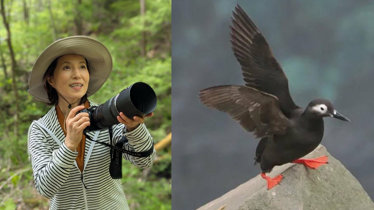 【 磯野貴理子 】 北海道・天売島で「海鳥のケイマフリ見てちょ」 黒い体と鮮やかな赤い足の海鳥の姿を公開