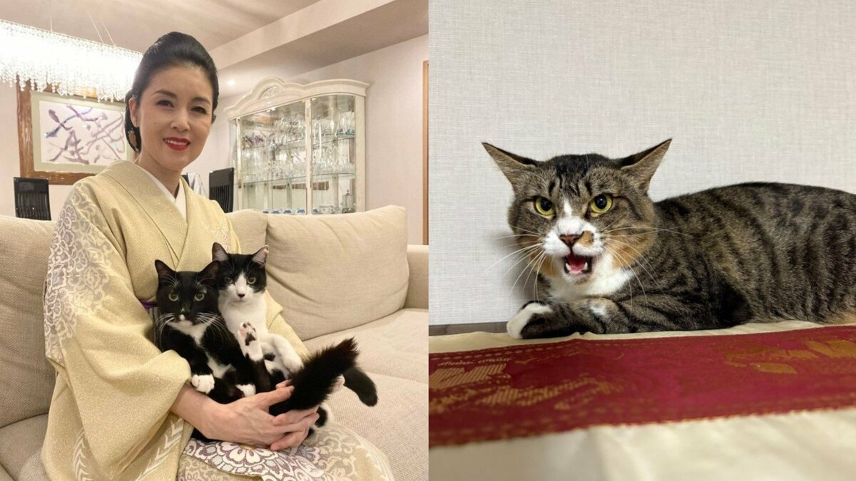 【 ねこ 】藤あや子さんの保護猫「じゃこ天」くん未だ馴れず 先住猫 “オレオ姉さん” 不満顔