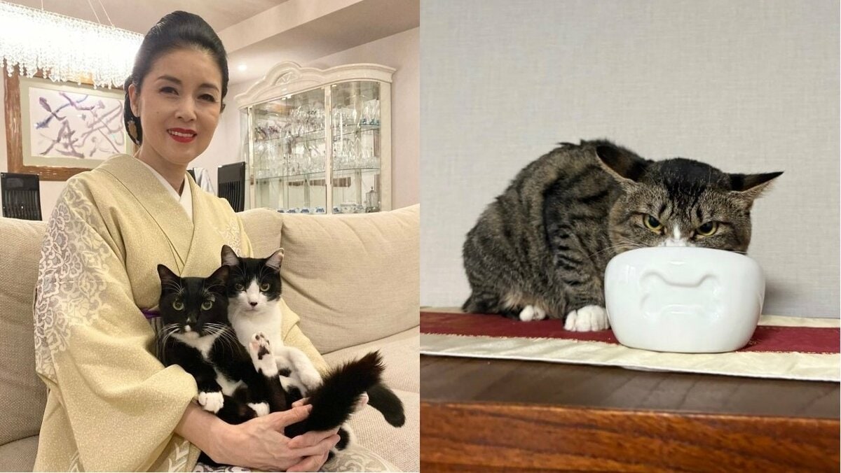 【 ねこ 】藤あや子さんの保護猫「じゃこ天」くん　1ヶ月経っても「激オコ&爆音声量」　フォロワーから様々な体験談相次ぐ「3か月くらい」「うちは5年」