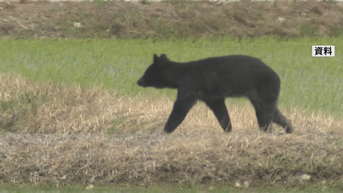 クマの人身被害　4～8月で全国で69人　クマの被害が過去最悪になった2023年度と同じペース