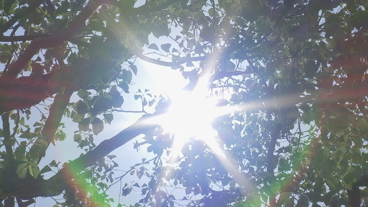 この夏の日本「危険な高温」の日数は62日に ほぼ全人口が30日以上「危険な高温」を経験 米研究機関が分析