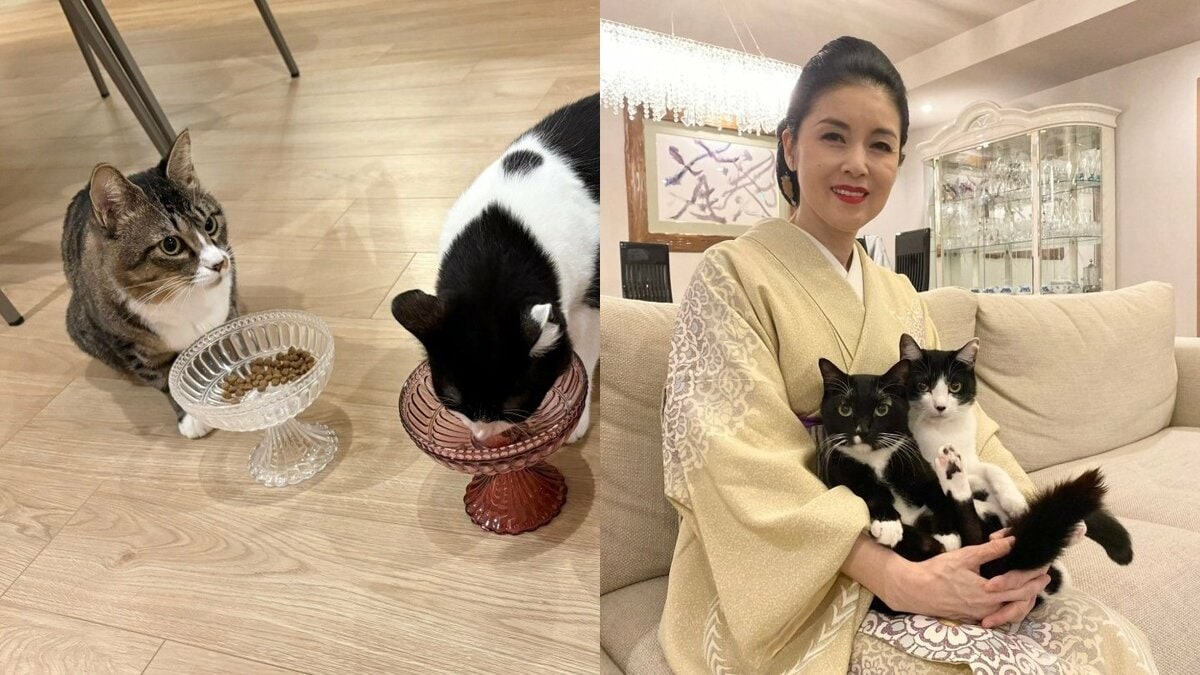 【 ねこ 】藤あや子さんの保護猫じゃこ天「ご一緒させていただきます」　先輩猫の食事に同席