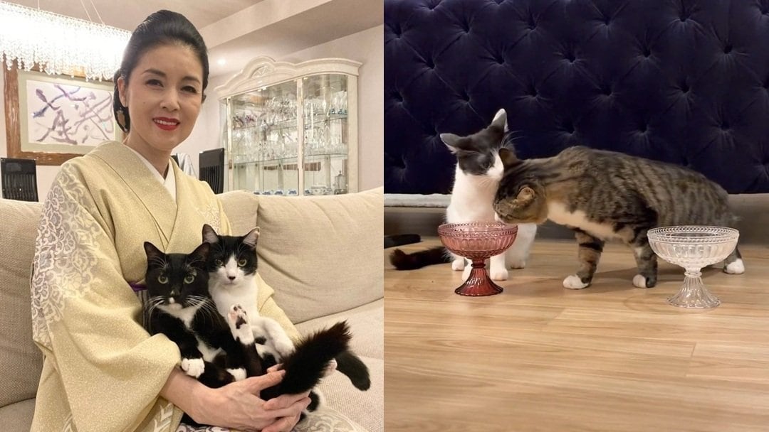 【 ねこ 】藤あや子さんの保護猫「じゃこ天」くん 先輩猫オレオのご飯を横取り「じゃこが大物すぎた…」