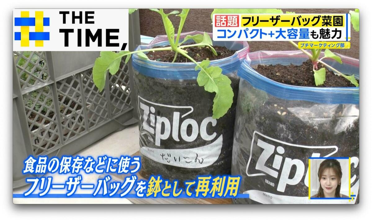 「フリーザーバッグ菜園」で大根やネギも育つ!?発案者直伝のコツとポイントとは?【THE TIME,】