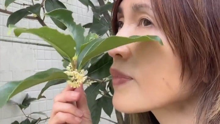 【 工藤静香 】金木犀の香りは「毎年心地よい記憶と残る」　10月生まれのファンに「心に残る美しい瞬間」を祈る誕生日のメッセージ