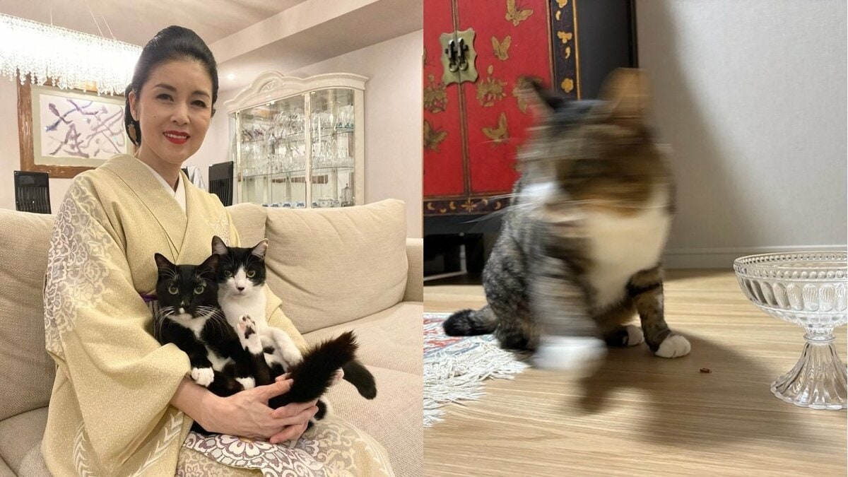 【 ねこ 】藤あや子さんの保護猫「じゃこ天」　食後「爆速で退散」姿がブレる　フォロワー応援 “座って食べてるのは♡”