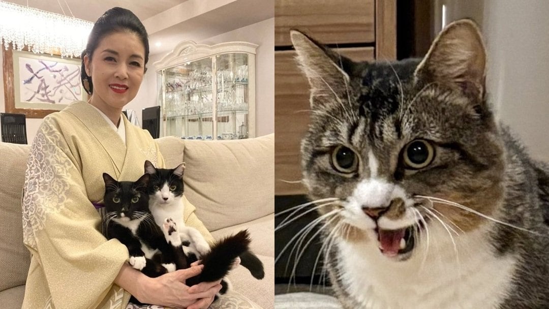 【 ねこ 】藤あや子さんの保護猫「じゃこ天」 「ごはん欲しい時だけキラッキラの目」フォロワー感心「素晴らしい進歩」