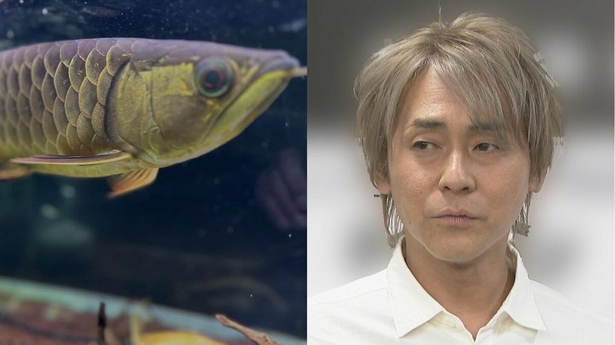 【 ヒロシ 】愛魚アロワナの餌が「わしの食費を超えとるわ」　 “生き餌のみ” の贅沢さにフォロワー反応「豪華な定食が食べれる」