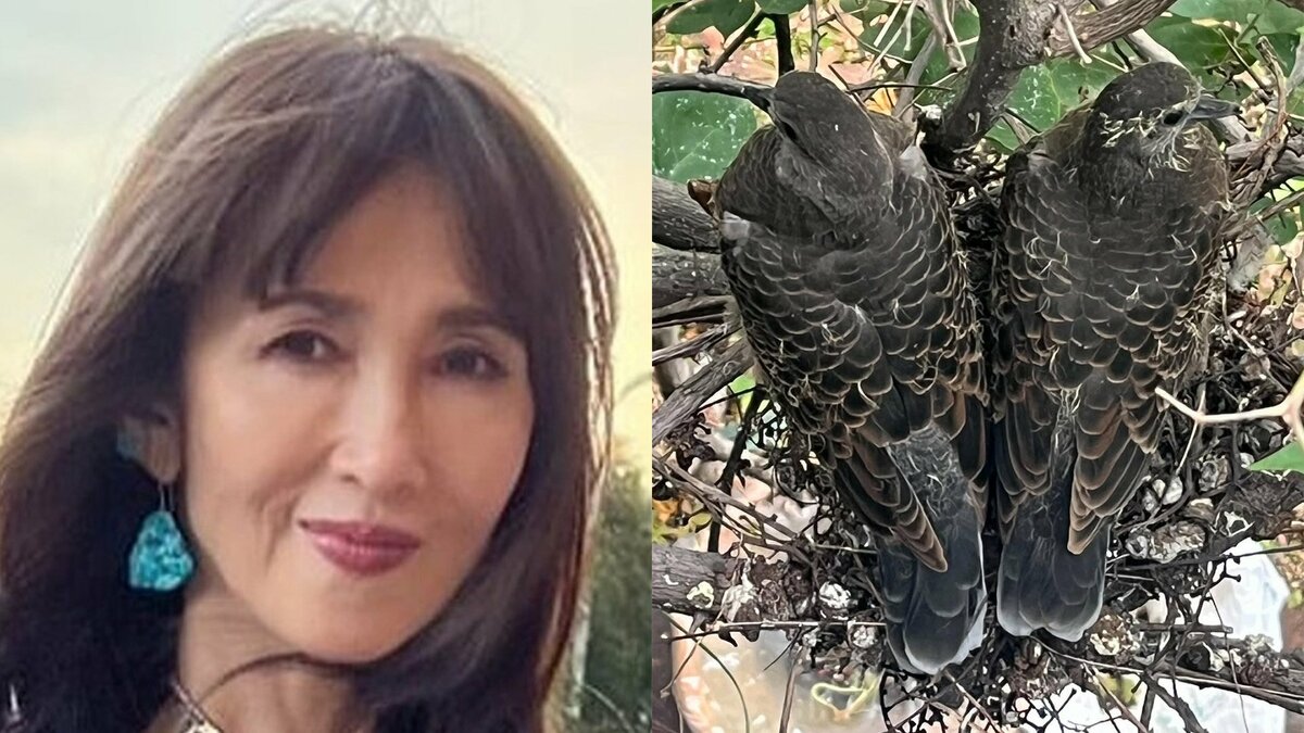 【 工藤静香 】　母親の家にいた鳩の巣立ちを報告「『今朝居なかったの！別れも音もなく巣立ったわ』と、ばばちゃん」