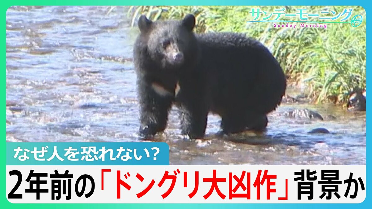 死者12人に…クマ被害急増の背景に「ドングリ大凶作」 人里に慣れた“子グマ”が成長か “クマ災害”に政府も緊急対策【サンデーモーニング】