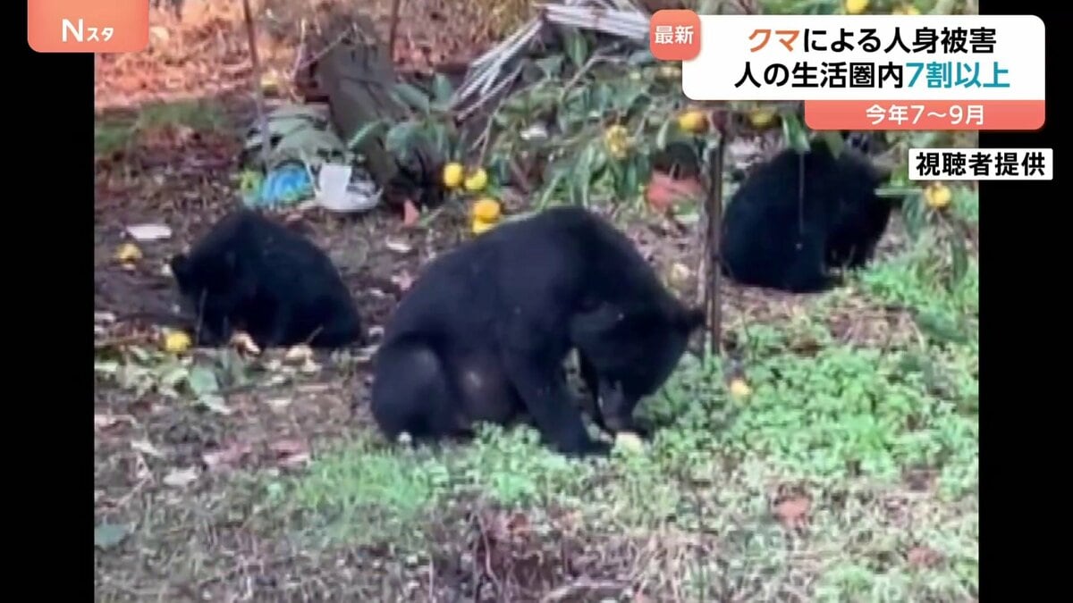 クマによる人身被害 7割以上が市街地・公園など人の生活圏で発生 今年7～9月