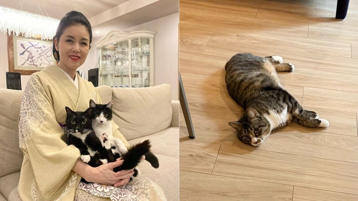 【 ねこ 】藤あや子さんの保護猫「じゃこ天」床暖房に陥落　保護当初の “シャー” が3か月後 “何か？” に