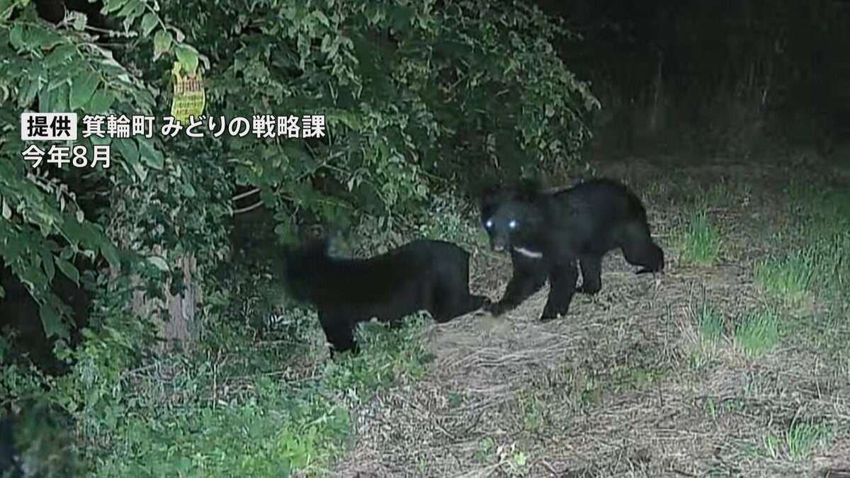 4月～10月のクマの人身被害 全国で196人　最も被害者数が多かった年度を上回るペース　環境省